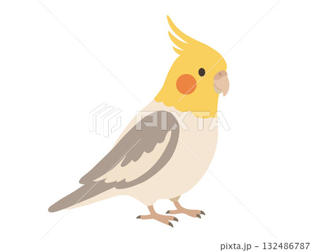 かわいいオカメインコのイラスト かわいいオカメインコのイラスト 132486787