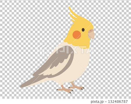 可愛的玄鳳鸚鵡插圖 132486787