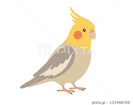 かわいいオカメインコのイラスト 132486789