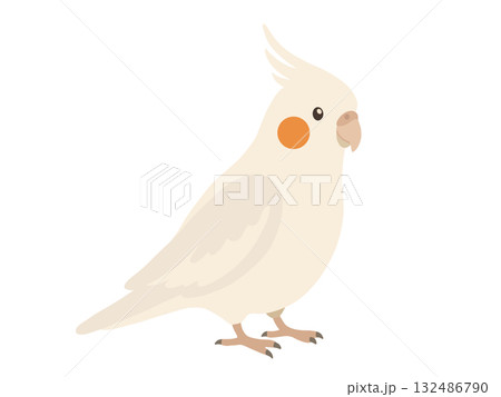かわいいオカメインコのイラスト 132486790