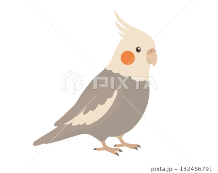 かわいいオカメインコのイラスト 132486791