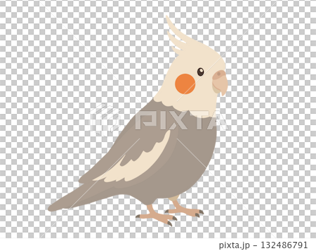 かわいいオカメインコのイラスト 132486791