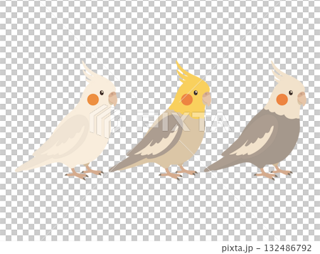 可愛的玄鳳鸚鵡插圖 132486792