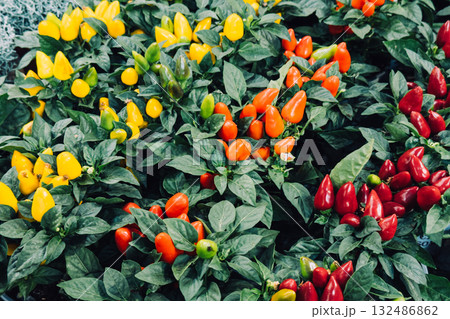 Clusters of ornamental chili plants in red, orange, and yellow tones arranged for visual retail impact. Edible shelf decor, vibrant color blocking, compact plant styling, seasonal product curation 132486862