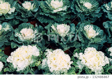 Neatly potted white and purple ornamental cabbages displayed in organized garden center rows. Edible-inspired beauty, functional foliage, cold-weather planting, dual-purpose plant styling 132486867