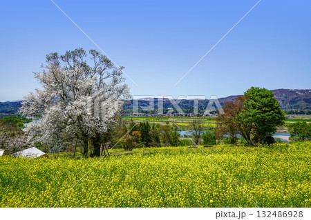 菜の花公園（飯山市）からの眺め 132486928