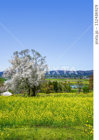菜の花公園(飯山市)からの眺め 菜の花公園(飯山市)からの眺め 132486929