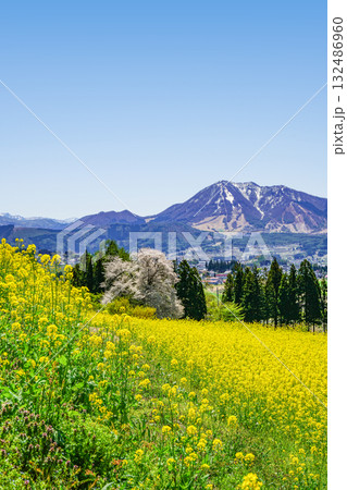 菜の花公園(飯山市)からの眺め 菜の花公園(飯山市)からの眺め 132486960