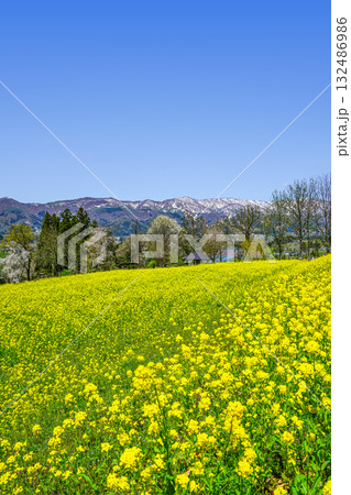 菜の花公園（飯山市）からの眺め 132486986