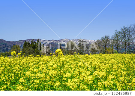 菜の花公園（飯山市）からの眺め 132486987