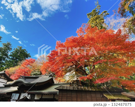 高尾山薬王院 秋の紅葉風景 132487075