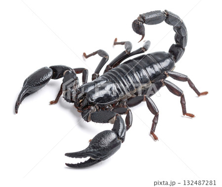 Black scorpion on white surface close up 132487281