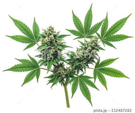 Cannabis buds with green leaves on white background 132487282