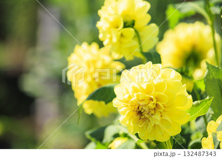 馬見丘陵公園　　満開のコスモスとダリアと秋の花々 132487343