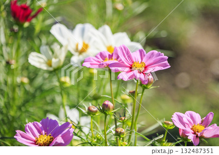 馬見丘陵公園 満開のコスモスとダリアと秋の花々 馬見丘陵公園 満開のコスモスとダリアと秋の花々 132487351