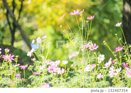 馬見丘陵公園　　満開のコスモスとダリアと秋の花々 132487354