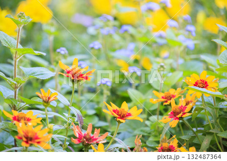 馬見丘陵公園　　満開のコスモスとダリアと秋の花々 132487364