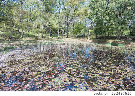 茨城　助川山市民の森のおむすび池（日立市） 132487619