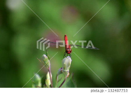 トンボ トンボ 132487753