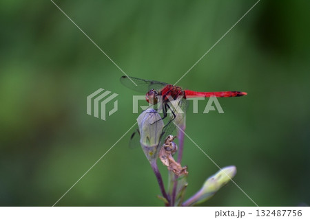 トンボ 132487756