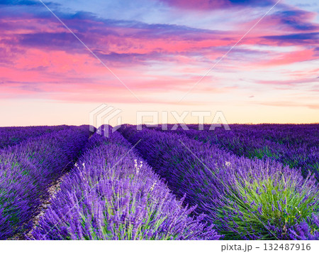 Lavender field at sunset. Provence France Lavender field at sunset. Provence France 132487916