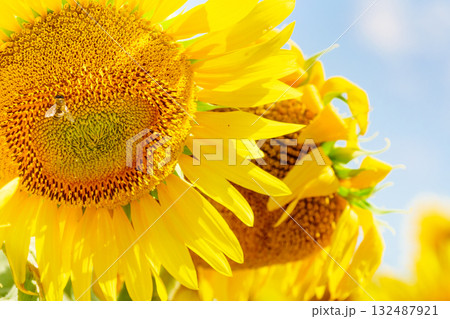 Blooming sunflower with honey bee Blooming sunflower with honey bee 132487921