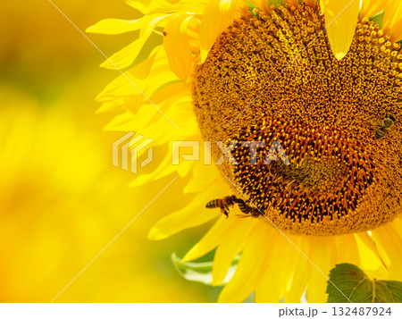 Blooming sunflower with honey bee Blooming sunflower with honey bee 132487924