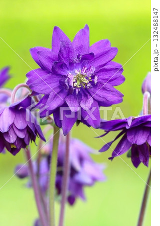 Violet european crowfoot flower blooming 132488147