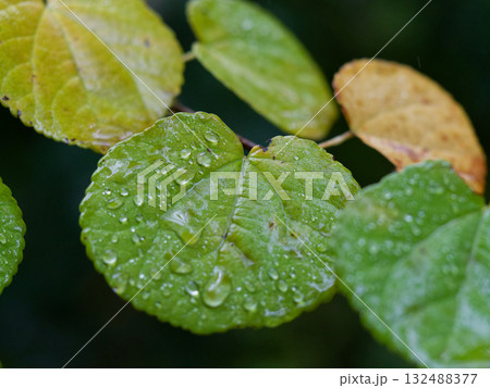 黄葉の頃 カツラ科カツラのハート形の葉の色づき 黄葉の頃 カツラ科カツラのハート形の葉の色づき 132488377