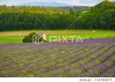 Summer landscape with lavender fields, France Summer landscape with lavender fields, France 132488973