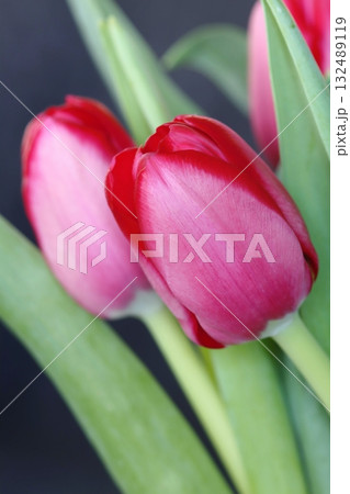 Beautiful red tulip flower during spring Beautiful red tulip flower during spring 132489119