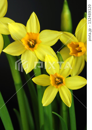 Beautiful narcissus flower during spring Beautiful narcissus flower during spring 132489120