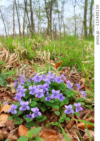 Beautiful early dog violet blooming 132489130