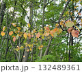 黄葉した紅葉樹（秩父ミューズパーク／埼玉県秩父市） 132489361