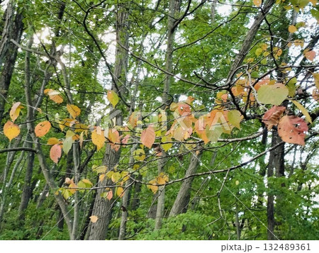 黄葉した紅葉樹（秩父ミューズパーク／埼玉県秩父市） 132489361
