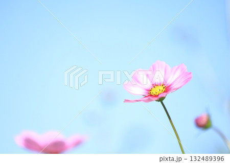 青空に映えるコスモス 132489396