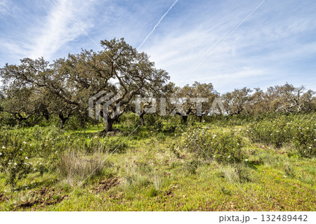 Cork Oak forest at Hortas de Baixo near Arronches, Alentejo, Portugal. Cork Oak forest at Hortas de Baixo near Arronches, Alentejo, Portugal. 132489442