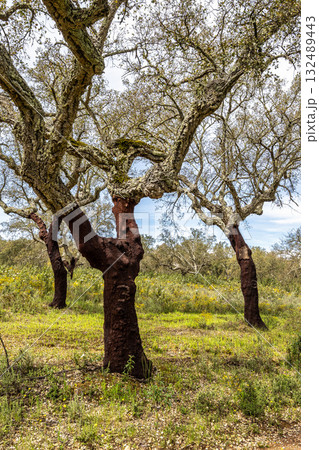 Cork Oak forest at Hortas de Baixo near Arronches, Alentejo, Portugal. Cork Oak forest at Hortas de Baixo near Arronches, Alentejo, Portugal. 132489443