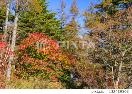 紅葉見頃な富士見パノラマリゾート（入笠山） 132489508