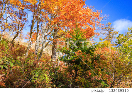 紅葉見頃な富士見パノラマリゾート（入笠山） 132489510