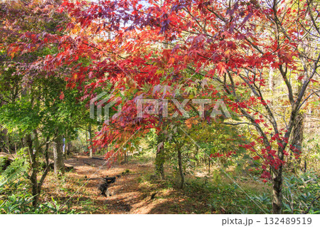 紅葉見頃な富士見パノラマリゾート（入笠山） 132489519