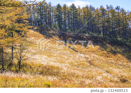 紅葉見頃な富士見パノラマリゾート（入笠山） 132489523