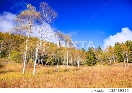 紅葉見頃な富士見パノラマリゾート（入笠山） 132489536