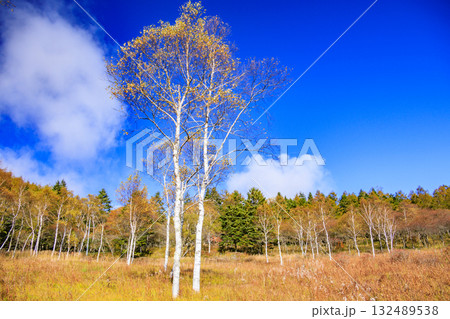 紅葉見頃な富士見パノラマリゾート（入笠山） 132489538