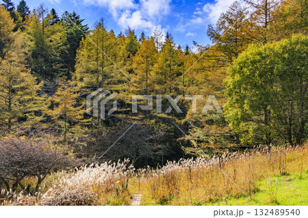 紅葉見頃な富士見パノラマリゾート（入笠山） 132489540