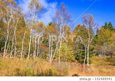 紅葉見頃な富士見パノラマリゾート（入笠山） 132489541