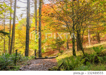 紅葉見頃な富士見パノラマリゾート（入笠山） 132489555