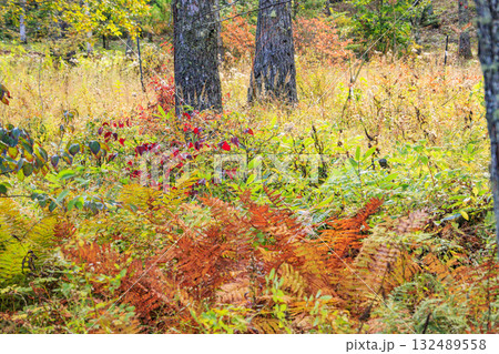 紅葉見頃な富士見パノラマリゾート(入笠山) 紅葉見頃な富士見パノラマリゾート(入笠山) 132489558