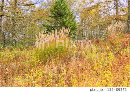 紅葉見頃な富士見パノラマリゾート（入笠山） 132489573