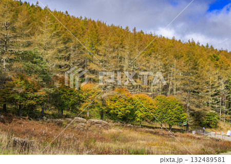 紅葉見頃な富士見パノラマリゾート（入笠山） 132489581